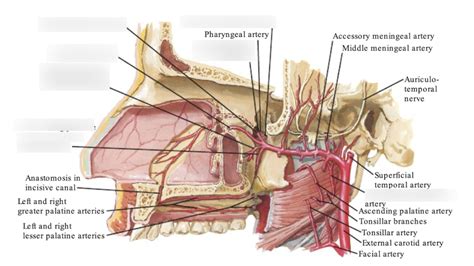 Maxillary Artery Branches Diagram Quizlet