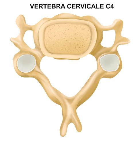 Le Vertebre Cervicali Leg Srl Stp Radiografie A Domicilio