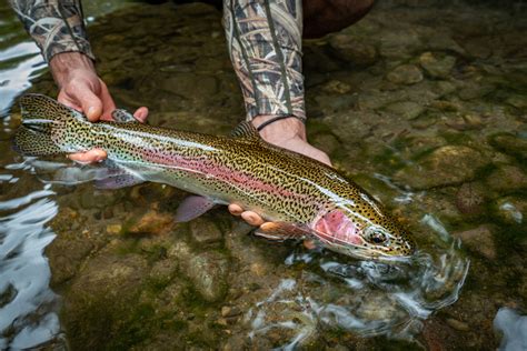 Jungle Trout Fishing Costa Rica 506 Outdoors