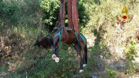 Cavallo Cade Sul Greto Del Fiume Spettacolare Salvataggio Dei Vigili