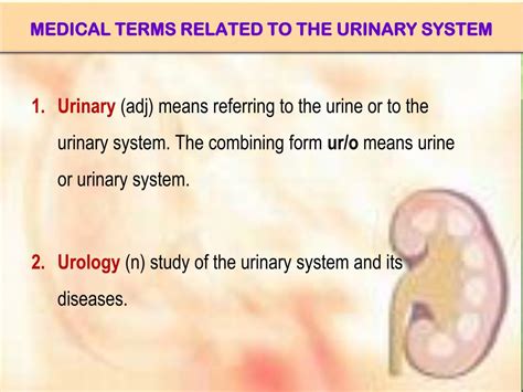 Ppt The Urinary System Powerpoint Presentation Free Download Id