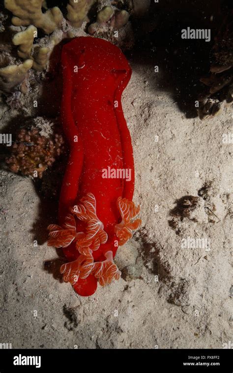 Spanish Dancer Fish At The Red Sea Stock Photo Alamy