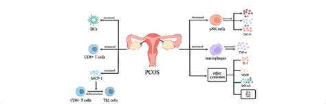 Immunoregulation Of Endometrium In Pcos Women Pcos Women Have A