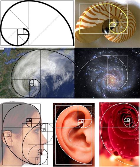 A Influência dos Números de Fibonacci no Mercado Financeiro INFOTRADERS