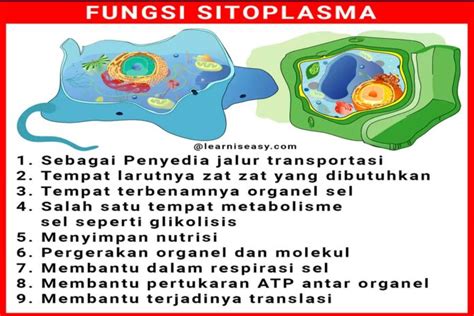 Jawaban Fungsi Sitoplasma Dan Struktur Sitoplasma