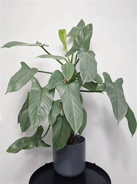 Silver Sword Philodendron Fertilizer How And When To Use It