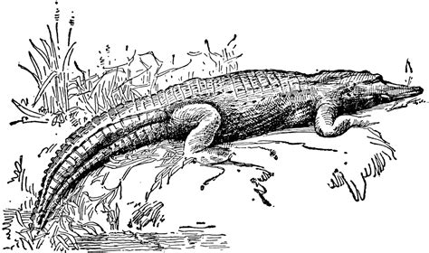 Alligator Clipart Black And White