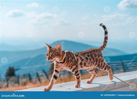 Young Bengal Cat on a Leash Stock Photo - Image of animal, purebred ...