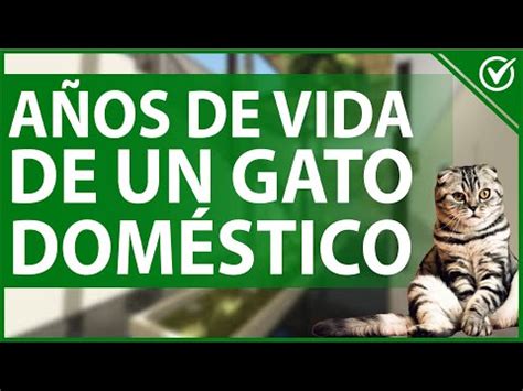 Promedio De Vida De Un Gato Cu Nto Tiempo Vive Un Felino Dom Stico