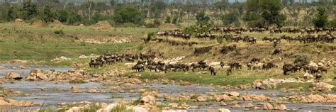 Quando Andare In Tanzania Per Un Safari La Guida Definitiva Per L