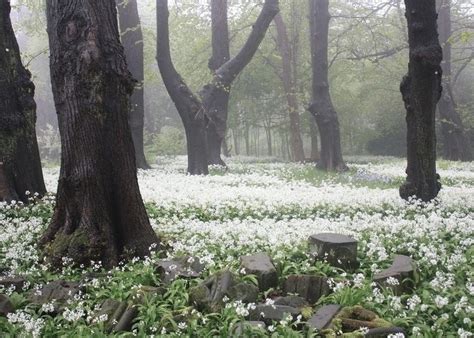 Create Meme Spring In The Forest Snowdrops In The Forest Nature