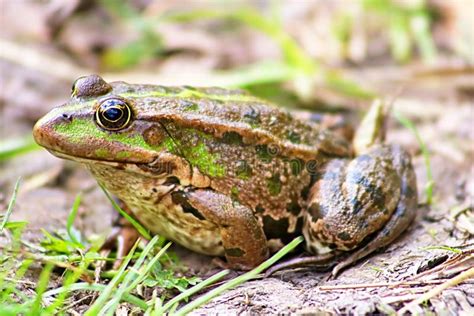 El Ridibundus De Pelophylax De La Rana Del Pantano Foto De Archivo