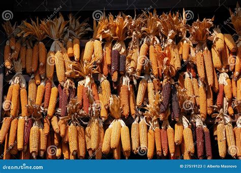 Corn Cobs In The Sun Stock Image Image Of Colorful Crop 27519123