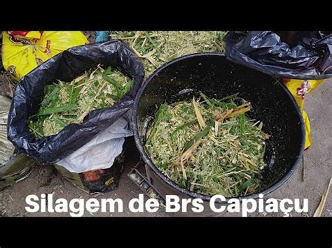 Como fazer Silagem de capim elefante brs Capiaçu sem usar inoculantes