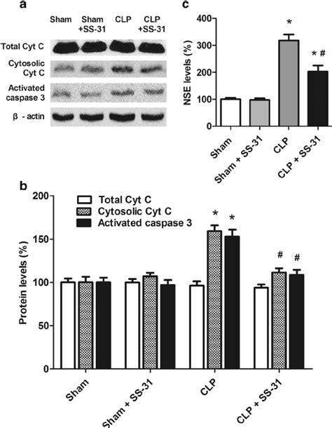 Ss 31 Treatment Prevented Apoptosis And Neuronal Damage A The Levels