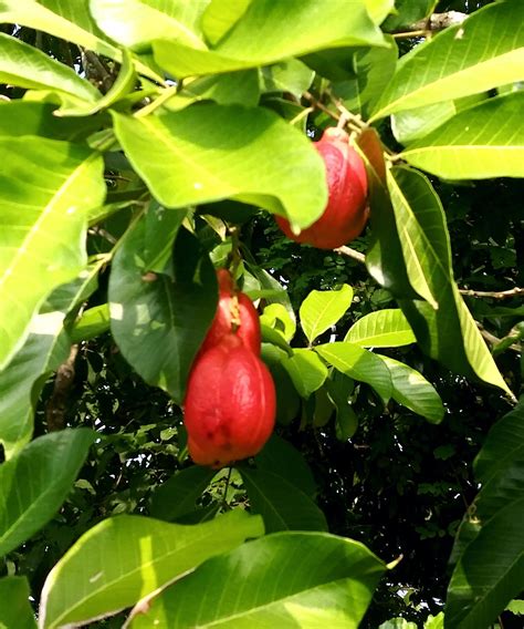 Ackee Fruit Jamaica - Free photo on Pixabay - Pixabay