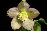 Helleborus atrorubens - Wikimedia Commons