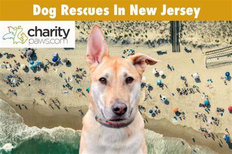 Dog Rescues In New Jersey 12 Great Rescues To Choose From