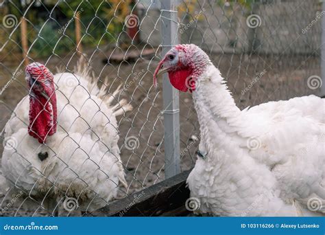 Breeding Turkeys On The Farm Stock Photo Image Of Livestock Beak