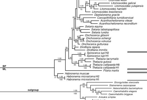 Phylogenetic Tree Of Based On Mitochondrial Cox1 Gene Sequence