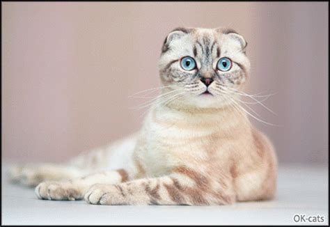 Scottish Fold Munchkin Cat 