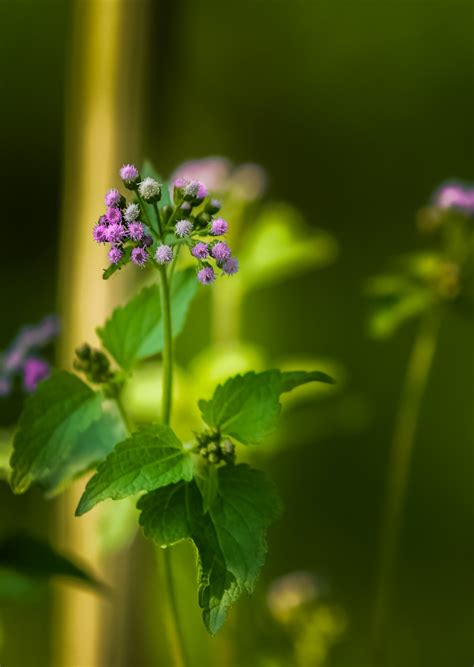 Fotos Gratis Naturaleza Césped Al Aire Libre Prado Hoja Florecer Verano Ambiente