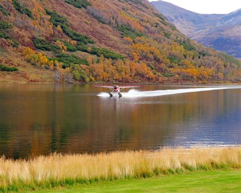 Kodiak Brown Bear Center GoNorth Alaska