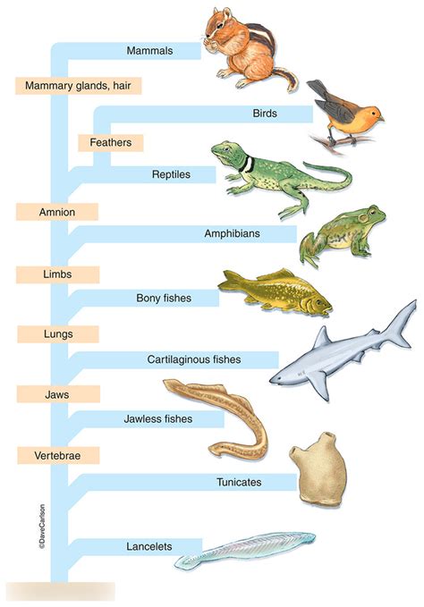 Phylum Chordata Classification Class Characteristics
