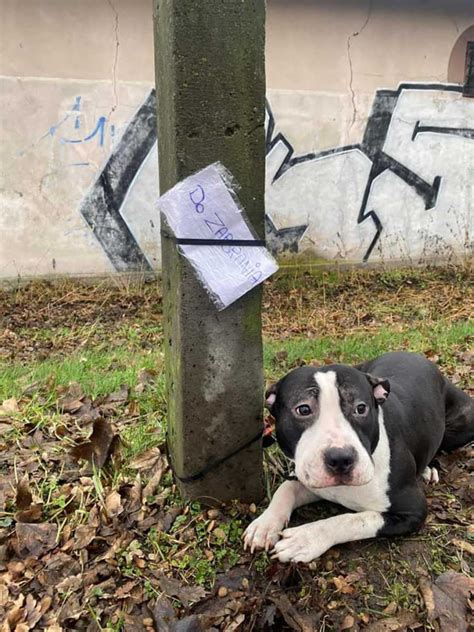 Il a abandonné le chien comme un jouet et a laissé une note à côté avec