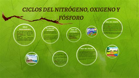 Ciclos Del Nitrogeno Oxigeno Y Fosforo By Blanca López On Prezi