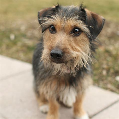 Pudding Australian Terrier Mix