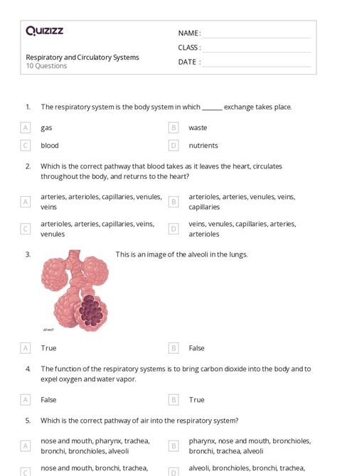 50 The Circulatory And Respiratory Systems Worksheets On Quizizz