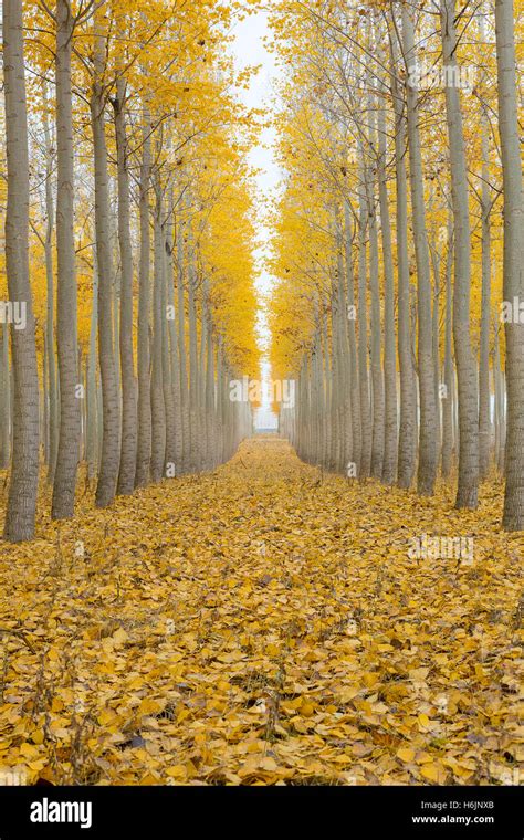 Poplar Tree Farm Hi Res Stock Photography And Images Alamy