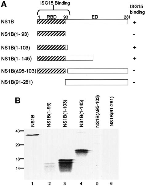 Influenza B Virus Ns Protein Inhibits Conjugation Of The Interferon