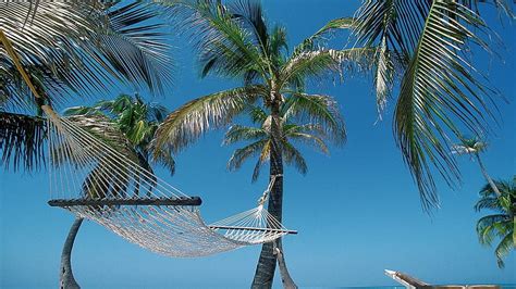 Beach Hammock Palm Trees Belize Hammocks Hd Wallpaper Pxfuel