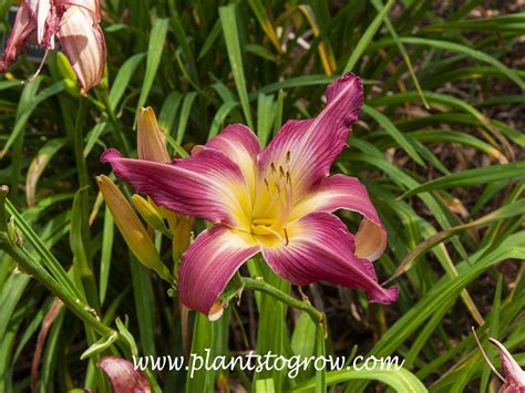 Lake Norman Spider Daylily Hemerocallis Plants To Grow Plants