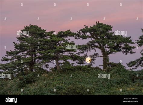 Moon Shining Bright Over Kisakata Kujukushima Stock Photo Alamy