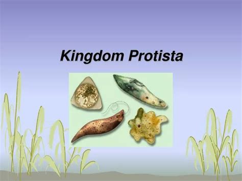 Ppt Kingdom Protista Powerpoint Presentation Free Download Id5354476