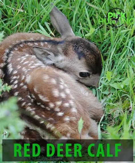 What Is A Baby Deer Called? [3 Secret Baby Deer Names]