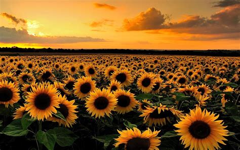 Campo Ad Alta Risoluzione Di Girasoli Sfondo Del Desktop Di Girasole