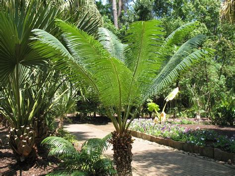 Cycas circinalis - Alchetron, The Free Social Encyclopedia