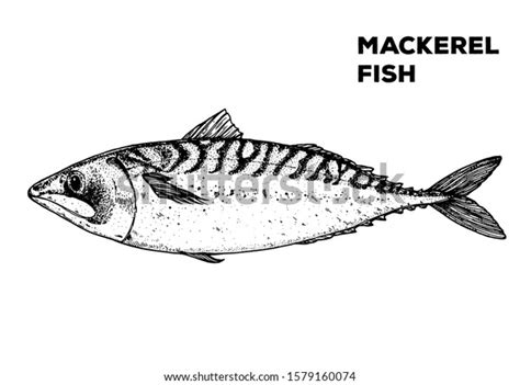 Mackerel Fish Sketch Hand Drawn Vector Illustration Seafood Design