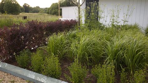 Calamagrostis