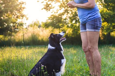 Comment apprendre à son chien à se coucher ou à s asseoir