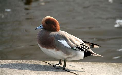 Canards D Ornement Les Plus Belles Races De Palmip Des