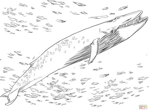 Bowhead Whale Page Coloring Pages