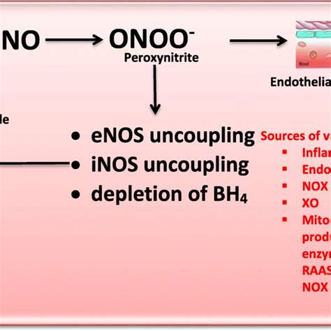 Oxidative Stress Resulting From An Imbalance Between ROS Generation And