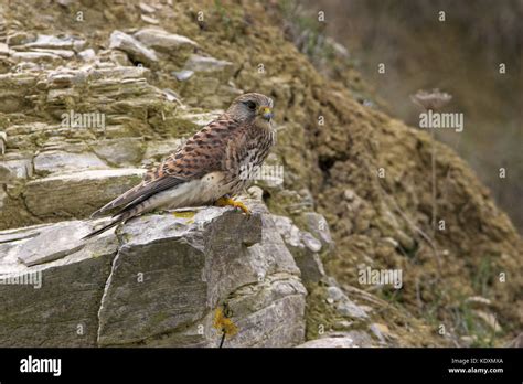 Common Kestrel Falco Tinnunculus Juvenile Male Portland Dorset England