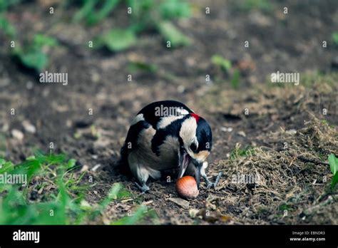 Great Spotted Woodpecker Picoides Major Dendrocopos Major With