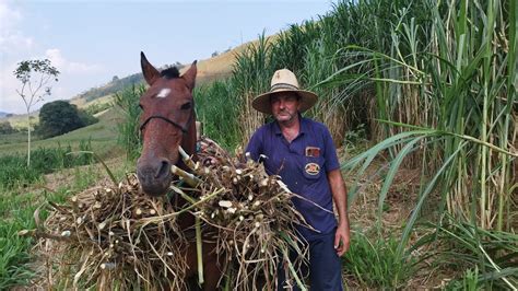 Tirando Leite Da Tarde Tratando Das Vacas Capiaçu Sítio Muito